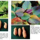 구황작물