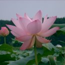 서림주유소 이미지