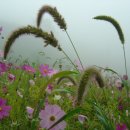 강아지풀 이미지