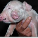 기형농장 이미지