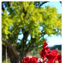 장덕리은행나무 이미지