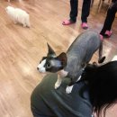 러브 스핑크스 이미지