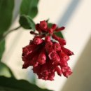 예진꽃농원 이미지