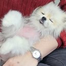 꽃피우개 이미지