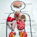마카롱으로 인체 해부도 만들기(살짝 혐오일수도) 이미지