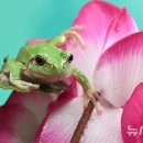 청개구리 이미지