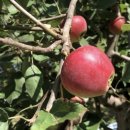 새천년농원 이미지