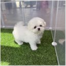 광주 강아지분양 고양이분양 어반펫 광주본점 이미지