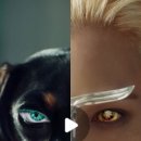 선샤인퍼피 이미지