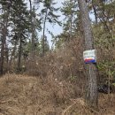 칠천도편백숲 이미지