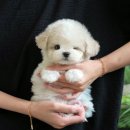 울산 강아지분양 미유펫 이미지