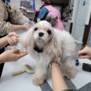 꿀강아지 테리하우스 이미지