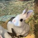 별숲 농장 | 대관령 여행 - 토끼의 숲 방문후기 (동물이 많다..)