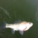 톨게이트 낚시터 이미지