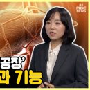 ‘조용하지만 치명적’ 간질환 바로 알기 ①‘인체의 화학 공장’ 간의 역할과 기능 이미지