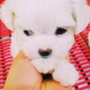 도꾸애견 이미지