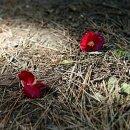 로망스악기 - 서귀포시 중앙로 76 | 로망스악기