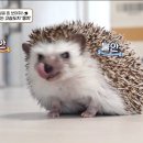 따봉 이미지