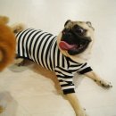 해피하개 이미지