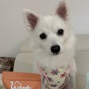 와글리 | 성분 걱정 끝! 와글리 강아지 수제간식 솔직 후기