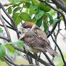 참새(Eurasian tree sparrow) 이미지