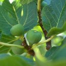 천우농장 이미지