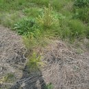 황금소나무농원 이미지