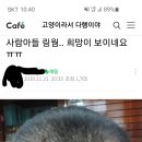 길고양이 주워왔다가 링웜걸려 탈모 온 아들 이미지