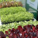 양양5일장 | 양양전통시장 5일장 방문 후기!분위기부터 주차, 먹거리까지 솔직 후기