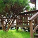 라스텔라편백숲 이미지