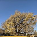 주차17 | 강원도 원주 반계리 은행나무 주차 11월17일 방문 후기