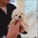 퍼피케어 이미지