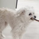 수제산업동물병원 | 청주수제간식 믿고 살 수 있는 곳 없나요? 슈퍼주니어 려욱 유기동물 봉사활동 후원 업체 멍쿠 방문후기