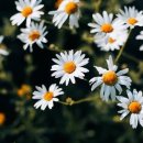 양식나라 이미지