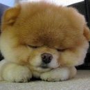 귀여운 강아지 이미지