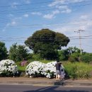 안덕면사무소 앞 이미지