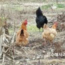 평호농장 이미지