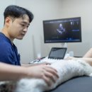 계양동물병원 | 계양구 동물병원, 강아지 심장병 병원 고를 때 &#39;이것&#39; 놓치지 마세요.