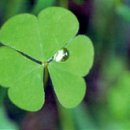 클로버 PC 이미지