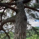 신전1리 경로당 | 안동 북후면 신전리 소재 ,김삿갓 소나무,속리산 정이품송소나무,세금 내는 석송령 과 견줄수있는 안동...