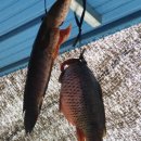 임하목화식당 이미지