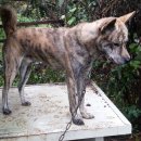 머루와 다래 이미지