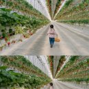 소이농장 | 아이와 함께 즐거운 딸기 따기 체험 후기 | 서울 근교 딸기 농장, 경기도 화성 ‘더나은 딸기’