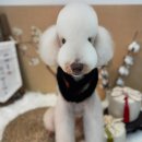 마벨독 이미지