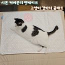 시온펫 | 시원한 강아지매트 고양이쿨매트 고민 중이라면? 시온 강아지 쿨매트
