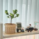 상현로11번길 | 라탄디사나 원데이 클래스 후기(+용인 카페 로이로스터스)