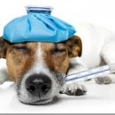 대소동물병원 이미지