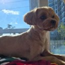 J애견미용 이미지