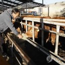 여물소 축산