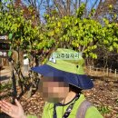 신혼부부 숲가꾸기 2탄, 단풍구경 명소 여주 황학산수목원 다녀온 후기(단풍사진 찍는 꿀팁 공유)